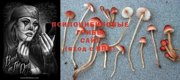 сатива Богородицк
